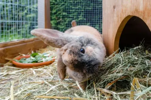 Ein Kaninchen niest ohne Schnupfen, um sich im Heu zu bewegen. Es hat braunes und graues Fell und sitzt neben seinem Holzhaus.