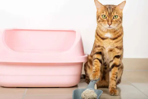 Ein Bengal-Katze sitzt neben einer rosa Katzentoilette und einer Schaufel mit Klumpen. Wie oft gehen Katzen aufs Klo? Das hängt von vielen Faktoren ab.