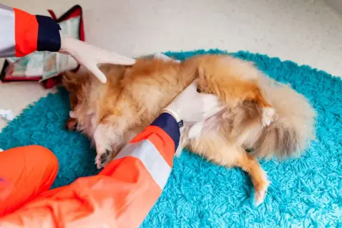 Tierarzt untersucht einen Hund, dessen Kralle blutet.