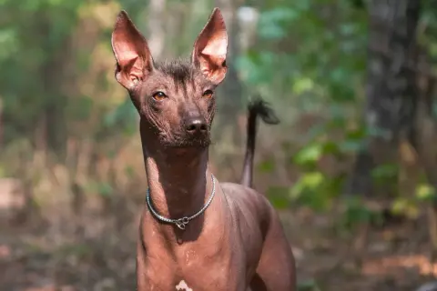 Ein Xoloitzcuintle mit auffälligen, großen Ohren und einem dünnen Fell steht im Wald.