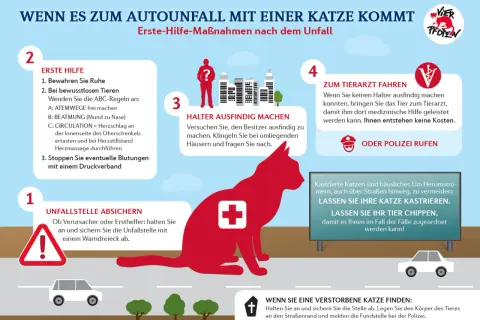 Was tun, wenn eine Katze angefahren wurde? Erste Hilfe: Ruhe bewahren, Tierarzt aufsuchen, Besitzer finden.