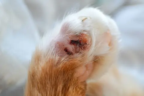 Nahaufnahme einer verletzten Katzenpfote mit einer Wunde, die auf eine verstauchte katze pfote verstaucht hindeutet.