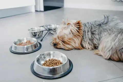 Müder Yorkshire Terrier liegt neben Futternäpfen. Nach dem Erbrechen braucht er Schonfutter.
