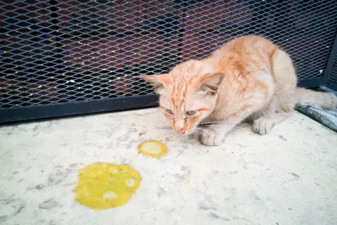 Eine orangefarbene Katze schaut auf gelben Erbrochenen auf dem Boden. Die Katze erbricht braun, was auf ein Problem hindeutet.