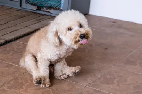 Ein kleiner, flauschiger Hund rutscht auf seinem Po über die Fliesen, die Zunge hängt heraus.