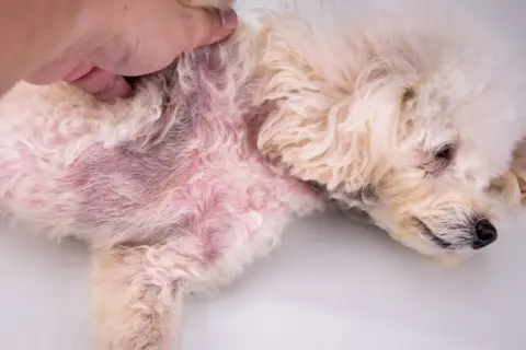 Ein Hund mit roten, gereizten Hautstellen und Krusten, möglicherweise durch Grasmilben verursacht.