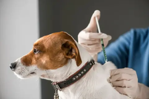 Tierarzt impft Hund gegen Tollwut. Regelmäßige Impfungen sind wichtig, um die Gesundheit Ihres Hundes zu schützen.