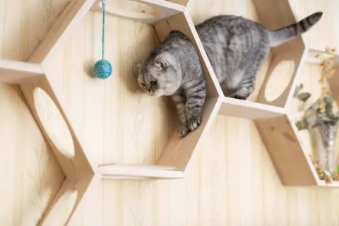 Graue Katze erkundet eine selbstgebaute Katzen-Kletterwand aus Holz. Ein Spielzeugball hängt zum Spielen bereit.