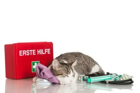 Katze mit Eisbeutel und Erste-Hilfe-Kasten. Ein Stethoskop und Spritze liegen daneben. Die Katze atmet 60 Mal pro Minute.