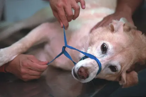 Ein Hund, der von einer Biene gestochen wurde, liegt auf einer Liege. Ein blauer Gurt wird um seine Schnauze gelegt.