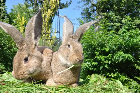 Zwei riesige Kaninchen, die auf einer grünen Wiese sitzen. Ihre deutsche Riesen Haltung ist beeindruckend, mit langen Ohren und einem friedlichen Ausdruck.