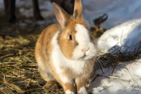 Ein braun-weißes Kaninchen sitzt im Schnee und Stroh. Es ist Winter, aber dieses Kaninchen macht keinen Winterschlaf.
