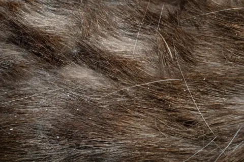 Nahaufnahme von braunem Katzenfell mit vielen kleinen weißen Schuppen. Die Katze hat Schuppen, die sich im Fell zeigen.