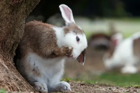Ein braun-weißer Hase versteckt sein Gesicht hinter der Pfote, als ob er sich schämt, dass sein Fell ausfällt. Im Hintergrund sind weitere Hasen zu sehen.