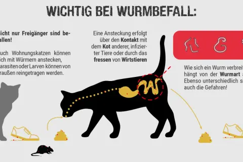 Katzen können sich mit Würmern anstecken. Die Übertragung erfolgt durch Kontakt mit Kot, infizierten Tieren oder dem Fressen von Wirtstieren. Symptome bei Wurmbefall sind vielfältig.