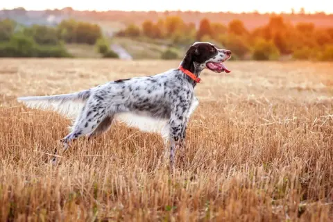 Ein English Setter mit orangefarbenem Halsband steht auf einem abgeernteten Feld.