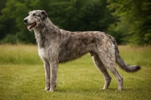 Ein majestätischer irischer Wolfshund steht auf einer grünen Wiese, sein graues Fell im sanften Licht.