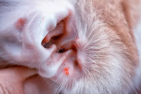 Nahaufnahme eines Katzenohrs mit roten Entzündungen und Schuppen, die auf Milben oder eine andere Hauterkrankung hindeuten.
