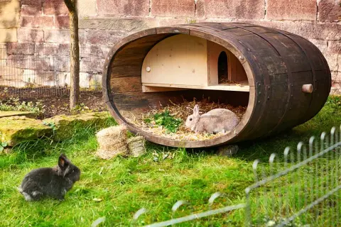 Zwei Kaninchen genießen ihr Zuhause: ein selbstgebauter kaninchenstall innen aus einem alten Fass, mit Stroh und Grünzeug.