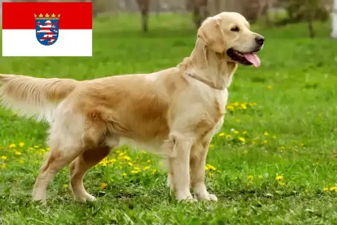 Ein freundlicher golden retriever steht auf einer grünen Wiese mit Löwenzahn. Im Hintergrund die Flagge von Hessen.