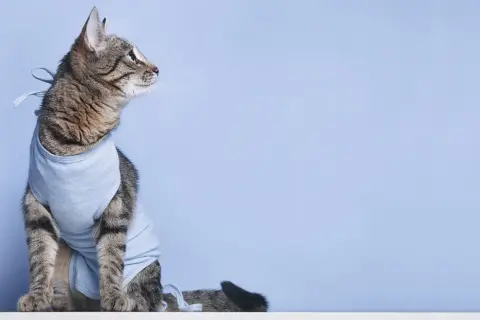 Getragenes Kätzchen im OP-Body. Wann ist der beste Zeitpunkt, ab wann Katze kastrieren?