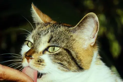 Eine Katze leckt liebevoll einen Finger ab. Ihr Fell ist getigert und weiß, die Augen leuchten grün.
