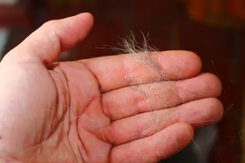 Eine Hand hält eine Ansammlung von Hundehaaren, ein Zeichen für den Fellwechsel.
