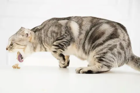 Graue Katze erbricht Futter. Ein Darmverschluss bei Katzen kann eine teure Operation erfordern.