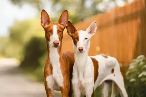Zwei Podenco-Mix-Hunde mit aufmerksamen Ohren stehen nebeneinander. Ihr Wesen ist neugierig und wachsam.
