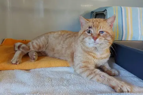 Ingeschnitzte Wunden und ein trübes Auge deuten auf FIV-Katze-Symptome hin. Die orange getigerte Katze liegt auf Handtüchern.