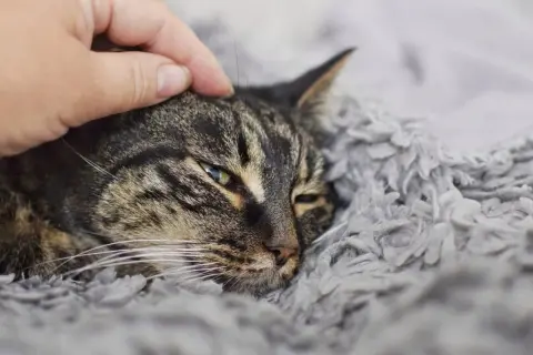 Sanfte Hand streichelt eine Katze, die in einer weichen Decke liegt. Die Katze wirkt schwach, vielleicht im Endstadium einer Pankreatitis.