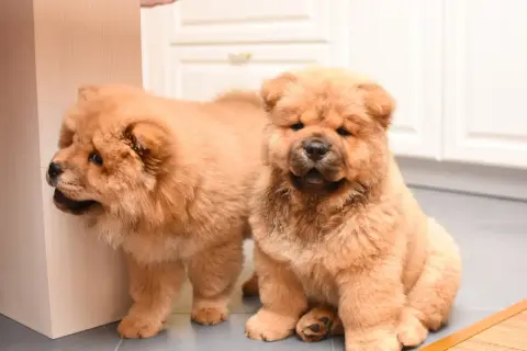 Zwei flauschige Chow Chow kurzhaar Welpen, einer sitzt, der andere schaut um eine Ecke.