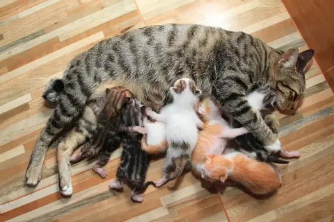 Mutterkatze mit ihren neugeborenen Kätzchen, die trinken. Ein Zeichen für die Geburt einer Katze.