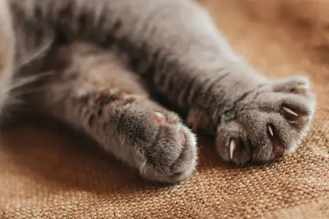 Nahaufnahme von zwei flauschigen Katzenpfoten, die auf einem braunen Teppich liegen. Die Krallen sind ausgefahren, bereit zum Kratzen oder Klettern.