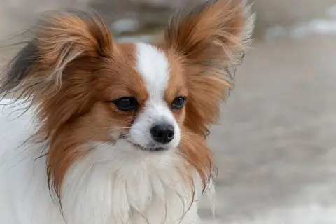 Ein kurzhaar Papillon Hund mit aufmerksamen Augen und großen, geflügelten Ohren blickt nach rechts.