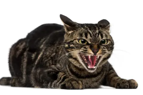 Eine getigerte Katze faucht sich an, mit weit geöffnetem Maul und sichtbaren Zähnen. Sie ist bereit, sich zu verteidigen.