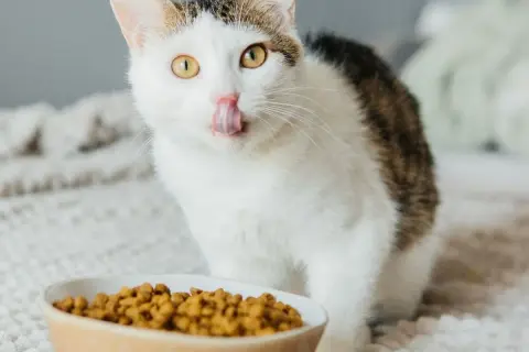 Eine Katze mit gelben Augen leckt sich die Schnauze über einem Napf mit Futter. Diese Katze hat immer Hunger!