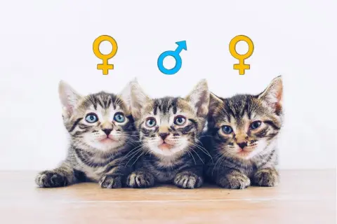 Drei süße Kätzchen liegen nebeneinander. Über ihnen sind Symbole für weiblich und männlich angebracht, die helfen, das kitten geschlecht erkennen zu lassen.