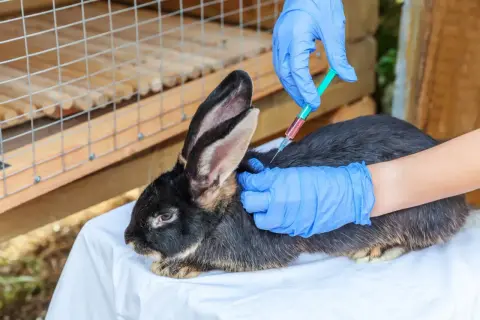 Tierarzt impft Kaninchen. Die Impfung von Kaninchen ist wichtig, um Krankheiten vorzubeugen. Die Kosten für die Impfung sind überschaubar.