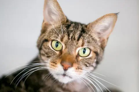 Eine getigerte Katze starrt mich mit ihren großen, grünen Augen an. Ihre Schnurrhaare sind weit ausgebreitet.