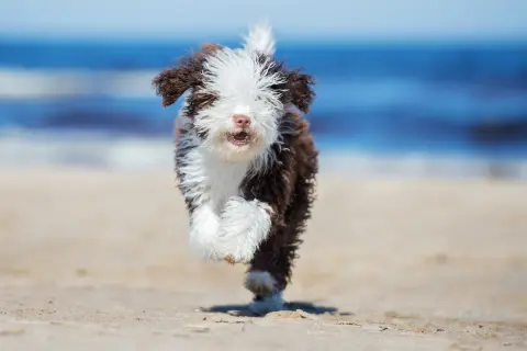 Ein fröhlicher spanischer Wasserhund-Welpe rennt über den Strand, das Meer im Hintergrund.