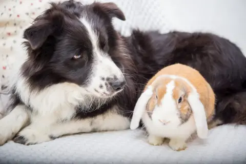 Ein Border Collie liegt neben einem niedlichen Kaninchen. Die beiden scheinen beste Freunde zu sein.