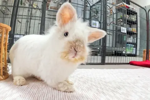 Ein flauschiges, weißes Kaninchen mit einem leicht zur Seite geneigten Kopf und einem neugierigen Blick. Im Hintergrund sind Vogelkäfige und Regale zu sehen.