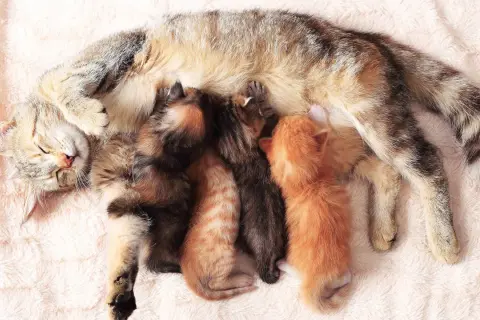 Eine Katze mit vier winzigen Kätzchen, die an ihr trinken. So viele Babys bekommen Katzen manchmal!
