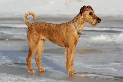 Ein stolzer Irish Terrier steht auf Eis. Sein rotes Fell leuchtet in der Wintersonne, während er aufmerksam in die Ferne blickt.