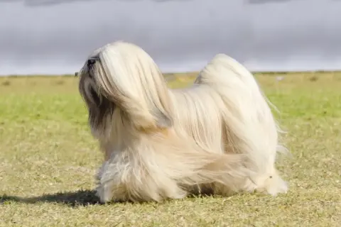 Ein eleganter Lhasa Apso mit langem, hellem Fell steht auf einer grünen Wiese. Sein Fell weht leicht im Wind.