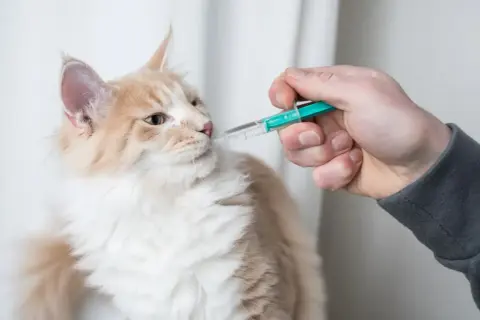 Eine Hand gibt einer flauschigen Katze mit einer Spritze Flüssigkeit. Die Katze schaut neugierig.