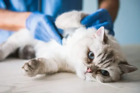 Tierarzt untersucht Katze mit blauen Augen. Ein Knubbel unter der Haut wird ertastet.