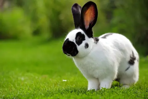 Ein schwarz-weißer Hase steht im grünen Gras. Er ist noch jung, denn deutsche Riesen sind ausgewachsen etwa 6-8 kg schwer.