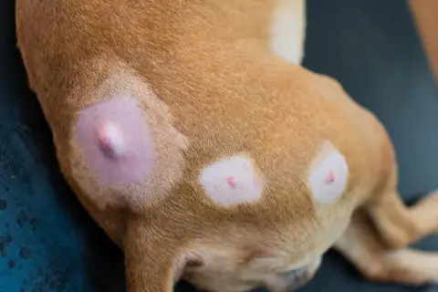 Hund mit Hautveränderungen, möglicherweise Mastzelltumor Grad 1. Die Lebenserwartung hängt von vielen Faktoren ab.
